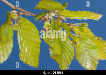 Rotbuche, Buche, Blüte, Blüte, Blüte, Fayard, Rot-Buche, Rotbuche, Buche, Blüte, Blüten, Fagus Sylvatica Stockfoto