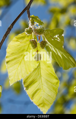 Rotbuche, Buche, Blüte, Blüte, Blüte, Fayard, Rot-Buche, Rotbuche, Buche, Blüte, Blüten, Fagus Sylvatica Stockfoto