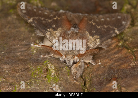 Hummer-Motte, Männlich, Buchen-Zahnspinner, Buchenspinner, Buchen-Spinner, Portrait, Porträt, Männchen, Stauropus Fagi Stockfoto