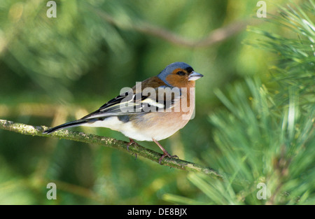 Buchfink, Männlich, Buchfink, Buch-Fink, Männchen, Fringilla Coelebs, Pinson des Arbres Stockfoto