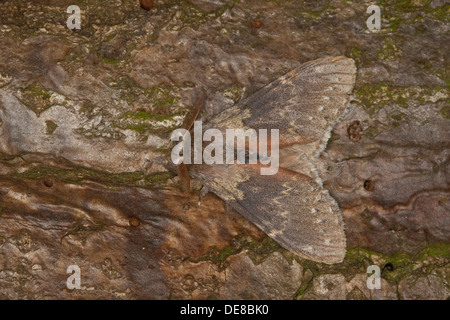 Hummer-Motte, Männlich, Buchen-Zahnspinner, Buchenspinner, Buchen-Spinner, Portrait, Porträt, Männchen, Stauropus Fagi Stockfoto