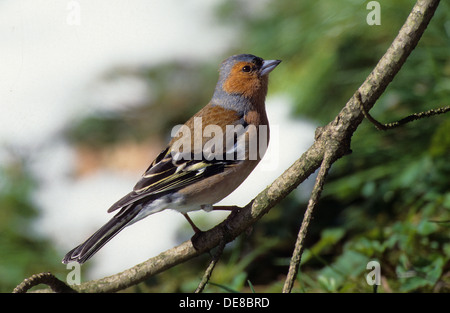Buchfink, Männlich, Buchfink, Buch-Fink, Männchen, Fringilla Coelebs, Pinson des Arbres Stockfoto