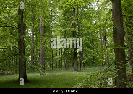 beech grove, Common Beech, Europaen Beech, Fayard, Buchenwald, Wald, Hochwald aus Rotbuche, Rot-Buche, Buche, Fagus sylvatica Stockfoto