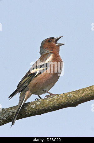 Buchfink, Männlich, Buchfink, Buch-Fink, Singendes Männchen, Fringilla Coelebs, Pinson des Arbres Stockfoto