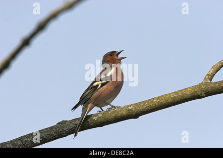 Buchfink, Männlich, Buchfink, Buch-Fink, Singendes Männchen, Fringilla Coelebs, Pinson des Arbres Stockfoto
