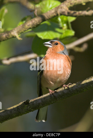 Buchfink, Männlich, Buchfink, Buch-Fink, Singendes Männchen, Fringilla Coelebs, Pinson des Arbres Stockfoto
