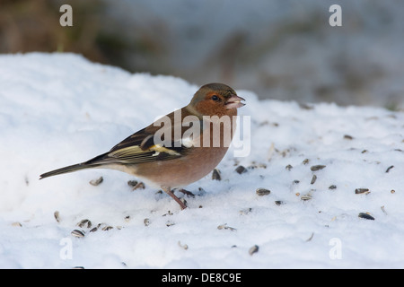 Buchfink, Männlich, Buchfink, Buch-Fink, Männchen, Fringilla Coelebs, Winter, Schnee, Schnee, Fütterung der Vögel, Winterfütterung Stockfoto