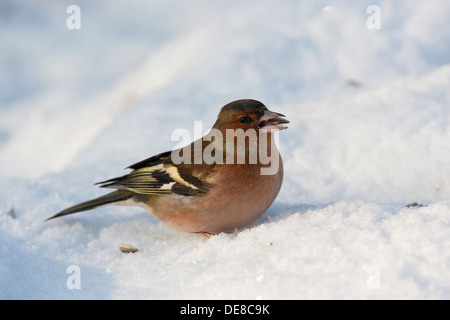 Buchfink, Männlich, Buchfink, Buch-Fink, Männchen, Fringilla Coelebs, Winter, Schnee, Schnee Stockfoto