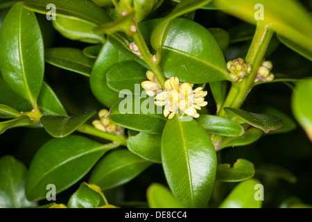 gemeinsamen Feld, Europäische Box, Buchsbaum, Buchsbaum, Buchs, Blühend, Buxus Sempervirens, Buis Commun, Buis Toujours Vert Stockfoto