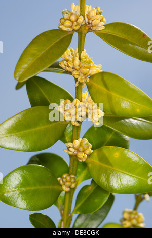 gemeinsamen Feld, Europäische Box, Buchsbaum, Buchsbaum, Buchs, Blühend, Buxus Sempervirens, Buis Commun, Buis Toujours Vert Stockfoto