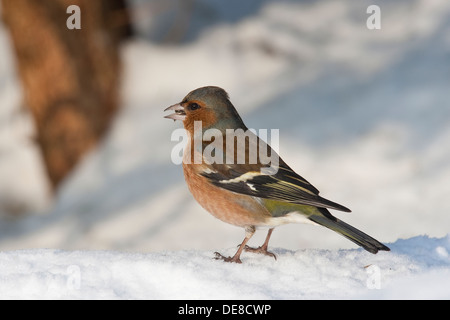 Buchfink, Männlich, Buchfink, Buch-Fink, Männchen, Fringilla Coelebs, Winter, Schnee, Schnee Stockfoto