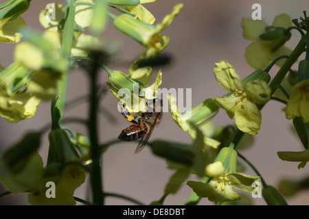 Bienen ernähren sich von Nektar und Pollen zu sammeln, von einer Brokkoli-Blume in einem städtischen Garten in Kapstadt Stockfoto