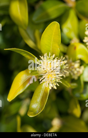 gemeinsamen Feld, Europäische Box, Buchsbaum, Buchsbaum, Buchs, Blühend, Buxus Sempervirens, Buis Commun, Buis Toujours Vert Stockfoto