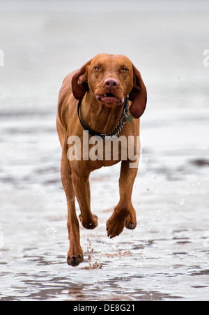 Magyar Vizsla laufen am Strand von Gruinard Bay, in der Nähe von Laide, Wester Ross in Schottland Stockfoto