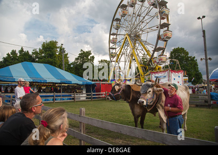 Chatham, New York - Ralph Hartzell zeigt seine Ochsen für Besucher im Columbia County Fair. Stockfoto