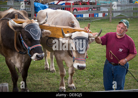 Chatham, New York - Ralph Hartzell zeigt seine Ochsen für Besucher im Columbia County Fair. Stockfoto