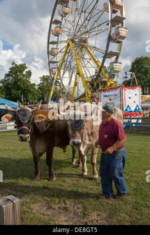 Chatham, New York - Ralph Hartzell zeigt seine Ochsen für Besucher im Columbia County Fair. Stockfoto