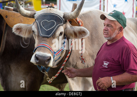 Chatham, New York - Ralph Hartzell zeigt seine Ochsen für Besucher im Columbia County Fair. Stockfoto