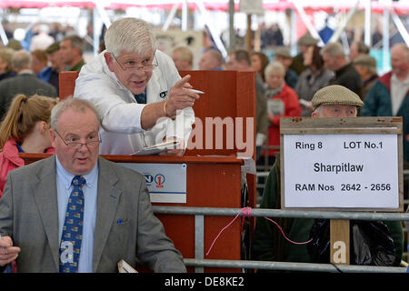 KELSO, Schottland, Großbritannien. 13. September 2013. Grenze Union Agricultural Society, The Cydectin Kelso Ram Umsatz 2013 ist den 175. Jahrestag der Ram-Verkäufe. 5107 Rams wurden zum Verkauf mit 9 Auktionatoren eingegeben. Auktionator Scott Lambie in vollem Flug verkauft seine erste Partie des Tages. Cydectin Kelso Ram Verkauf gilt heute der größte Tag Ram-Verkauf in der Welt zu werden.  (Bildnachweis: Rob Gray) Bildnachweis: Rob Gray/Alamy Live-Nachrichten Stockfoto