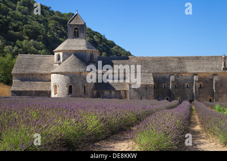 Lavendel Feld Senanque Abbey in Vaucluse, Provence, Frankreich. Stockfoto