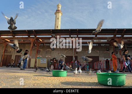 Dubai, Vereinigte Arabische Emirate, Tauben in der Altstadt Stockfoto