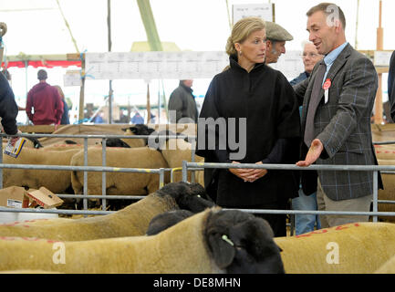 KELSO, Schottland, Großbritannien. 13. September 2013. Grenze Union Agricultural Society, The Cydectin Kelso Ram Umsatz 2013 ist den 175. Jahrestag der Ram-Verkäufe.  HRH die Gräfin von Wessex plaudert mit Kevin Stewart Vorsitzender des Ram Verkäufe während der Anzeige der Lager Verkauf erwarten.  (Bildnachweis: Rob Gray) Bildnachweis: Rob Gray/Alamy Live-Nachrichten Stockfoto