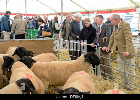 KELSO, Schottland, Großbritannien. 13. September 2013. Grenze Union Agricultural Society, The Cydectin Kelso Ram Umsatz 2013 ist den 175. Jahrestag der Ram-Verkäufe.  HRH die Gräfin von Wessex plaudert mit Kevin Stewart Vorsitzender des Ram Verkäufe während der Anzeige der Lager Verkauf erwarten.  (Bildnachweis: Rob Gray) Bildnachweis: Rob Gray/Alamy Live-Nachrichten Stockfoto