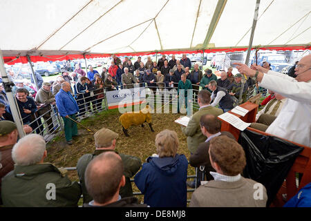 KELSO, Schottland, Großbritannien. 13. September 2013. Grenze Union Agricultural Society, The Cydectin Kelso Ram Umsatz 2013 ist den 175. Jahrestag der Ram-Verkäufe. 5107 Rams wurden zum Verkauf mit 9 Auktionatoren eingegeben. John Verkauf & Söhne Auktionator Billy Stott Verkauf im Laufe des Nachmittags. Cydectin Kelso Ram Verkauf gilt heute der größte Tag Ram-Verkauf in der Welt zu werden.  (Bildnachweis: Rob Gray) Bildnachweis: Rob Gray/Alamy Live-Nachrichten Stockfoto