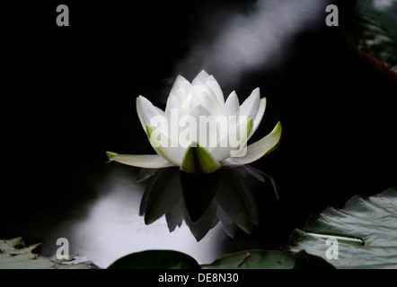 Die Blume eine Nymphaea Alba, auch bekannt als die Europäische Weiße Seerose, White Lotus oder Nenuphar auf einer dunklen Wasseroberfläche. Stockfoto