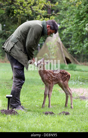 Strahlende Dorf, Deutschland, Rothirsch Kalb ist auf der Flasche aufgezogen. Stockfoto