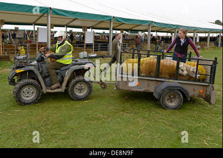 KELSO, Schottland, Großbritannien. 13. September 2013. Grenze Union Agricultural Society, The Cydectin Kelso Ram Umsatz 2013 ist den 175. Jahrestag der Ram-Verkäufe. 5107 Rams wurden zum Verkauf eingegeben. Abgebildet ist eines der "Tup-Taxis" verwendet, um die Rams nach den Verkäufen zu transportieren.  (Bildnachweis: Rob Gray) Bildnachweis: Rob Gray/Alamy Live-Nachrichten Stockfoto