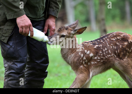 Strahlende Dorf, Deutschland, Rothirsch Kalb ist auf der Flasche aufgezogen. Stockfoto