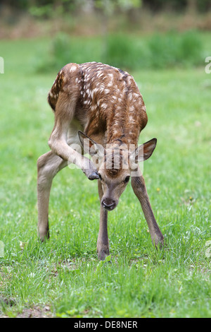 Strahlende Dorf, Deutschland, Rothirsch Kalb mit einem Hinterbein am Kopf kratzen Stockfoto