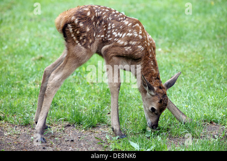 Versucht, strahlende Dorf, Deutschland, Rothirsch Kalb Weiden Stockfoto