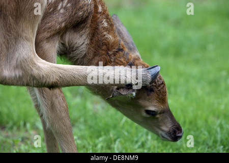 Strahlende Dorf, Deutschland, Rothirsch Kalb mit einem Hinterbein am Kopf kratzen Stockfoto