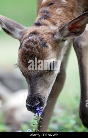 Strahlende Dorf, Deutschland, Rothirsch Kalb schnüffelt eine Blume Stockfoto