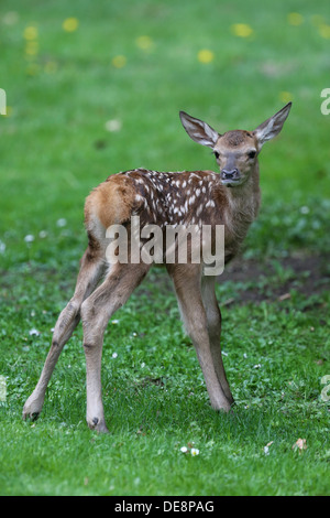 Strahlende Dorf, Deutschland, Rothirsch Kalb Stockfoto