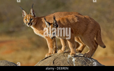 Paar von afrikanischen Caracal sitzen auf Felsen, Kruger Park, Südafrika. Stockfoto