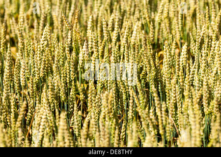 Weizen wächst im Sommer in einem Feld in der Nähe von Kirrwiller, Elsass, Frankreich Stockfoto