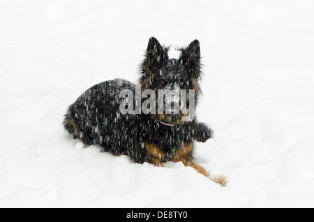 Molly, ein Langhaar Schäferhund, legt im Schnee in einem Schneesturm, Schnee, die Beschichtung ihrer Schnauze. Stockfoto