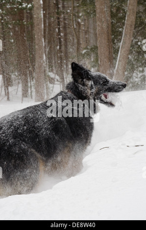 Molly, beißt ein Langhaar Schäferhund im Schnee, in einem Schneesturm auf sie geworfen.  Ihren schwarzen Mantel ist mit Schnee bereift. Stockfoto