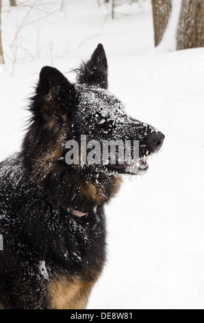 Schnee klebt an Mollys Fell und Schnurrhaare, wie der Deutsche Schäferhund eine Pause vom Spielen im Schneesturm braucht. Stockfoto