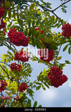 Rowan rote Beeren Sorbus Aucuparia Stockfoto