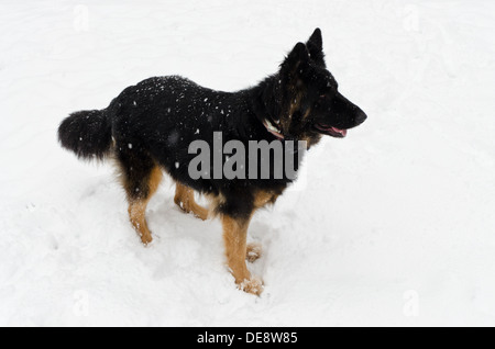 Molly, steht ein Langhaar Schäferhund im Schnee, auf der Suche hinter der Kamera. Stockfoto