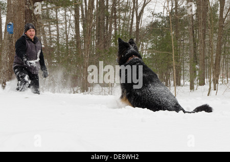 Ein Deutscher Schäferhund springt in mehreren Metern Schnee, Antizipation des Wurfes des Stockes, die der Mann hält. Stockfoto