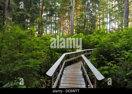 Promenade Weg zum Sandcut Strand durch Regenwald-Jordan River, British Columbia, Kanada. Stockfoto