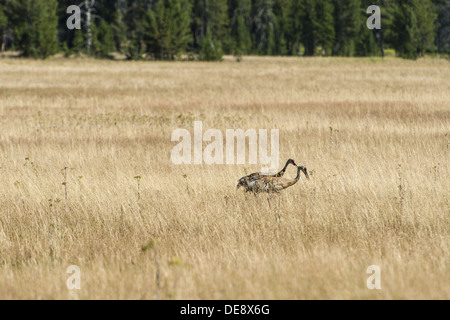 Foto von zwei Kraniche zusammen in einer Wiese spazieren. Stockfoto