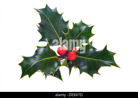 Ein Zweig der Christmas Holly auf weißem Hintergrund. Stockfoto