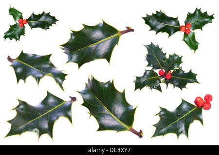 Ein Zweig der Christmas Holly auf weißem Hintergrund. Stockfoto