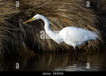 Silberreiher, Ardea Alba, Chincoteague National Wildlife Refuge, Virginia, USA Stockfoto